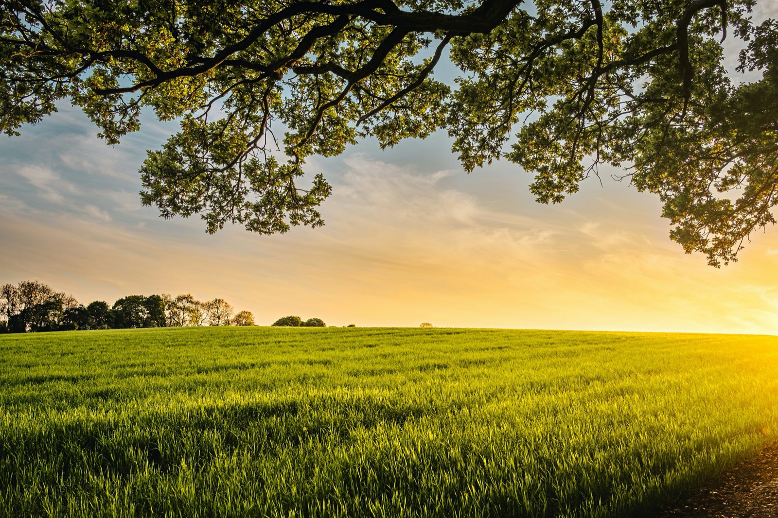 Campo agrícola ao fim da tarde