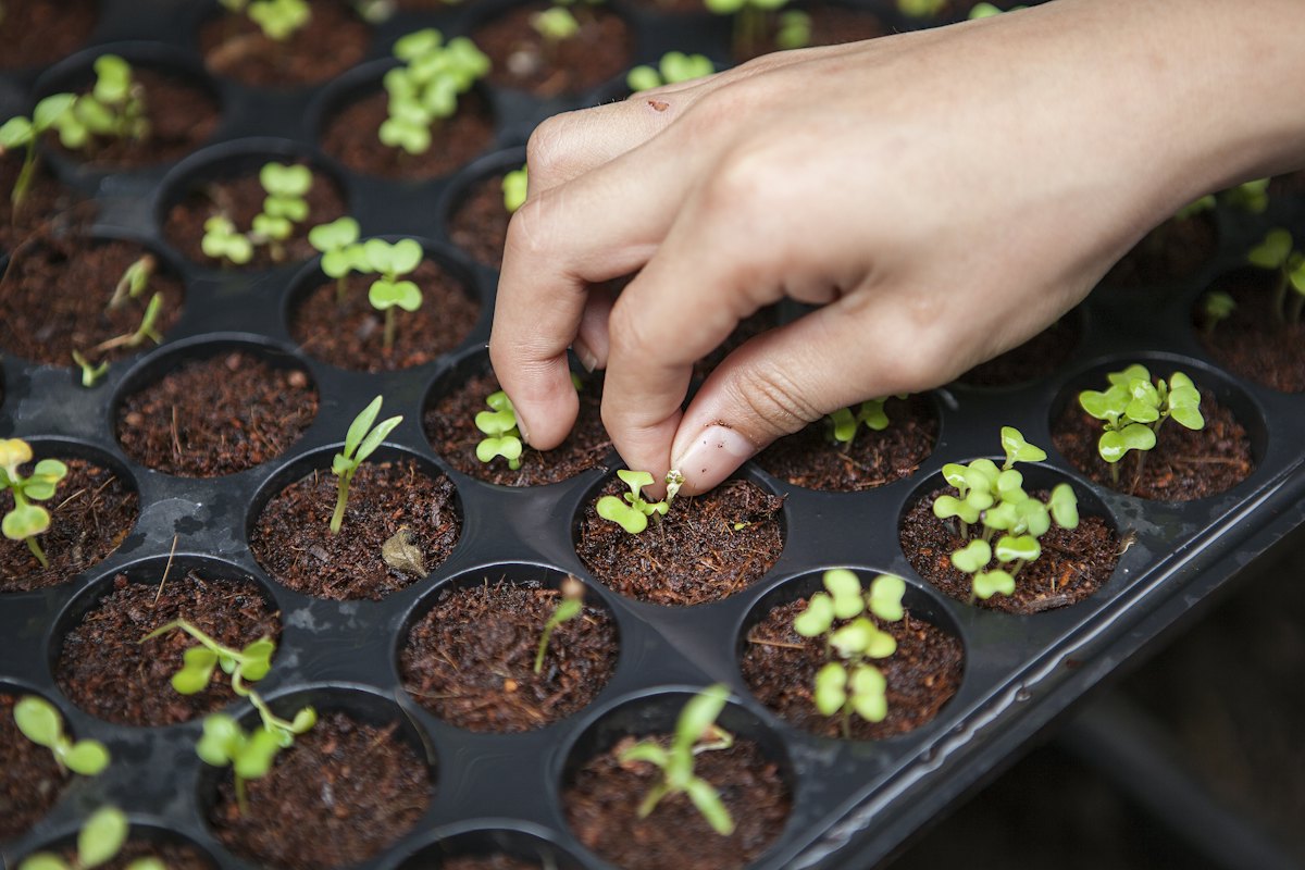 Mãos a plantar